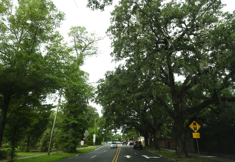 Officials say many of the oak trees that are to be removed suffer from heart rot, an untreatable fungal disease that weakens them.