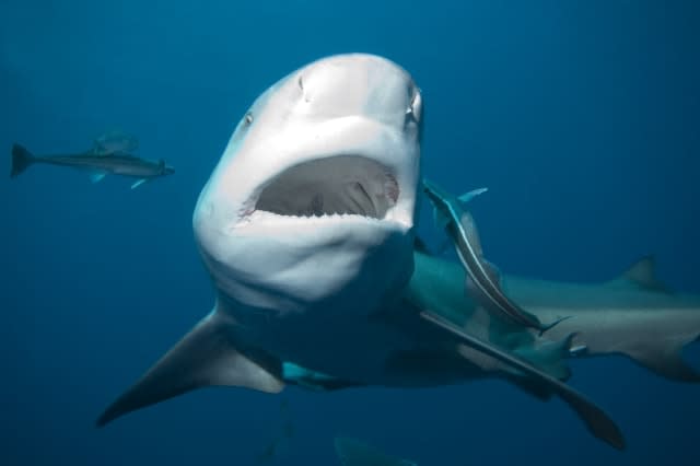 Man witnesses friend attacked and killed by shark