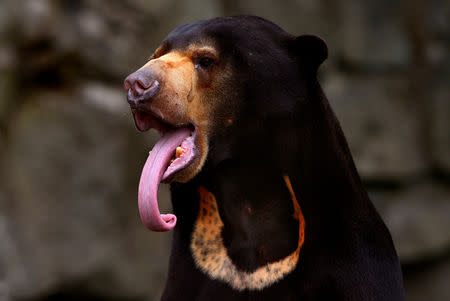 FILE PHOTO: Somnang, a Malayan sun bear, sticks his tongue out as he sits in its enclosure at Edinburgh Zoo, Scotland July 7, 2010. REUTERS/David Moir/File Photo