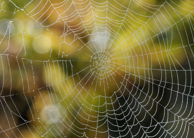 Imagen de archivo de gotas de agua en una telaraña durante la cosecha en el viñedo Chateau du Pavillon de Sainte-Croix-Du-Mont