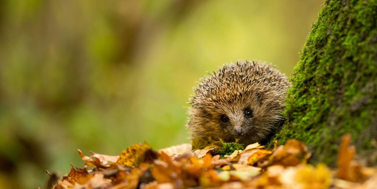 Photo credit: Mark Bridger - Getty Images