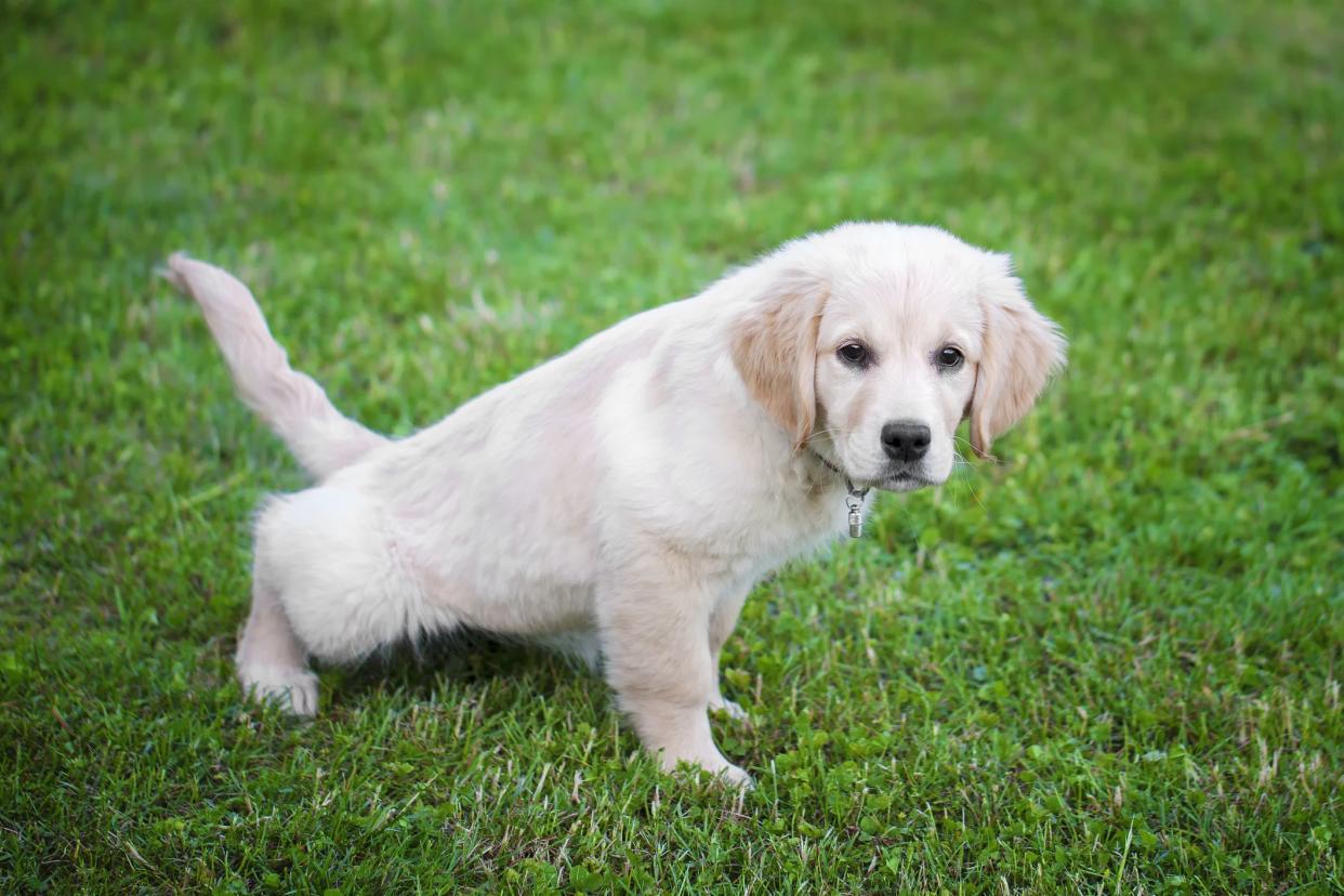 Puppy makes for the first time in the garden