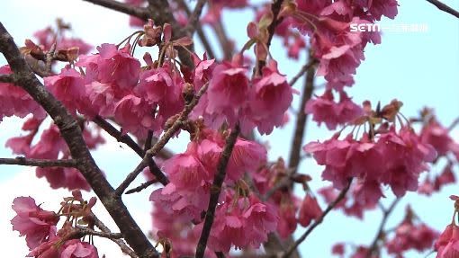 花蓮櫻花綻放。