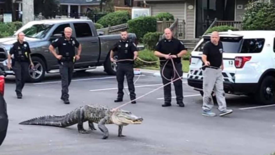 美國警察用繩子牽著鱷魚被拍下。（圖／翻攝自Sunset Beach Police Department臉書）