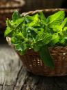 <p>There are hundreds of varieties of mint, with flavors varying from peppermint to chocolate. Mint is one of the easiest herbs to grow. In fact, keep it in a pot or it will take over your garden! Make sure to plant in full sun (6 hours or more direct sun per day).</p><p><strong>How to use:</strong> Mint relaxes the smooth muscles of the GI tract, so it’s long been used for digestive issues. When you have tummy trouble or feel nauseated, make a tea for sipping. Strip about a dozen leaves (peppermint and spearmint are especially good) and steep in one cup of boiling water until it takes on a yellowish hue.</p><p><a class="link " href="https://www.amazon.com/Three-Company-Live-Plant-Naturally/dp/B08681HC6Z/ref=pd_sbs_86_3/135-4550175-1922954?_encoding=UTF8&pd_rd_i=B07JCDZWG3&pd_rd_r=7a0b209a-373a-46f3-b1df-9d086b68d84c&pd_rd_w=SczkR&pd_rd_wg=TPdqt&pf_rd_p=c52600a3-624a-4791-b4c4-3b112e19fbbc&pf_rd_r=D23CYT4CDNZGJZ06CB2D&refRID=D23CYT4CDNZGJZ06CB2D&th=1&tag=syn-yahoo-20&ascsubtag=%5Bartid%7C10050.g.29804807%5Bsrc%7Cyahoo-us" rel="nofollow noopener" target="_blank" data-ylk="slk:SHOP MINT;elm:context_link;itc:0;sec:content-canvas">SHOP MINT</a></p>