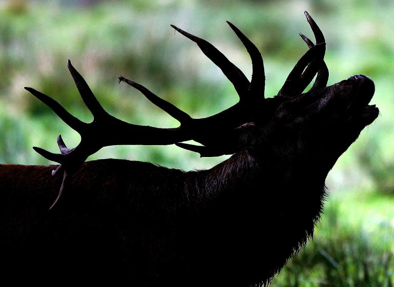A stag roars in its enclosure at Wildpark Eekholt in Grossenaspe on September 27, 2013 as the mating season for deer begins