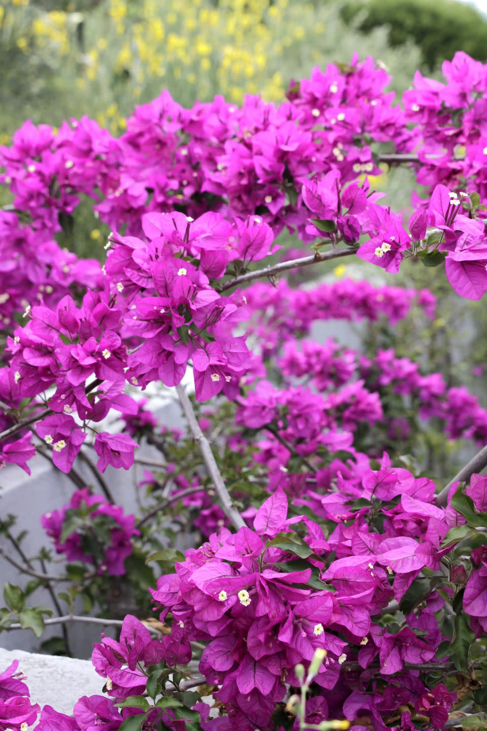 closeup of bougainvillea flower blooming outdoors