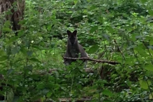 Wallaby spotted by shocked dog walkers in Oxfordshire