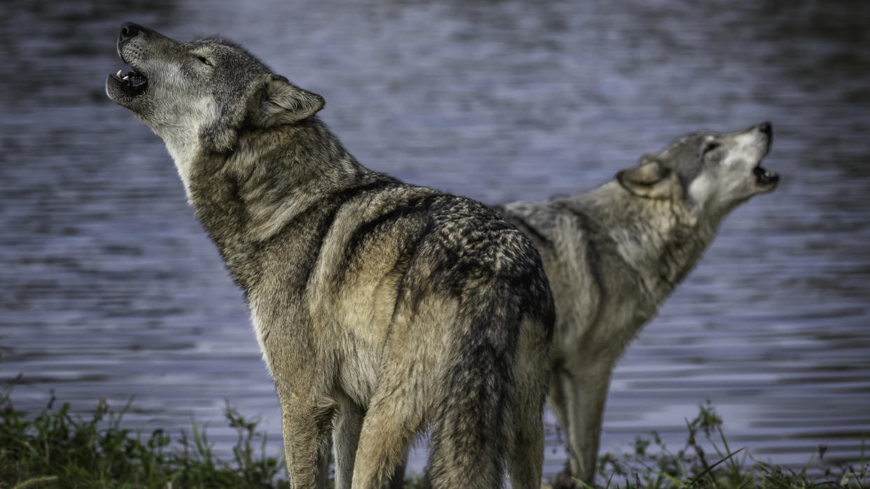  Two wolves howling 