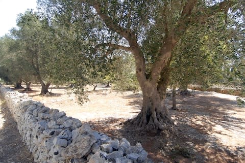 olive tree salento puglia - Credit: UIG via Getty Images