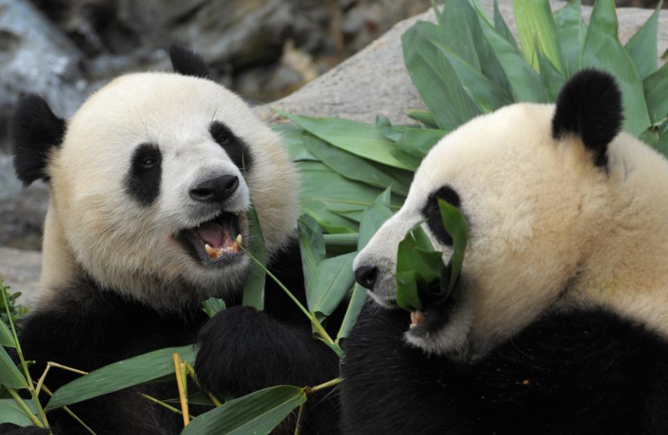 Giant Pandas Le Le (L) and Ying Ying (R) chew on bamboo shoots on their joint fourth birthday at Ocean Park in Hong Kong on August 9, 2009.
