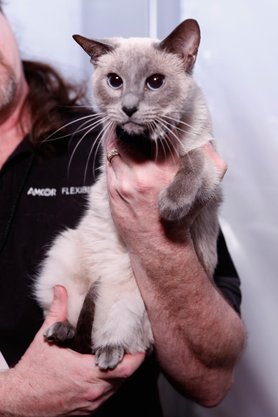 <div class="caption-credit">Photo by: Cindy Ord/Getty Images</div>By Sunday five cats waited in their crates backstage as models prepped for the show. Three of those five would be selected, based on their comfort level, to wear a customized Tracy Reese cat leash and walk down the runway within the hour. Everything was perfect, except the cats. Despite being comfortable during the rehearsal, the cats had some last minute jitters. According to a backstage insider, they were walking on their leash and then sitting down in place. That's a cat's way of saying, "send me out on that runway and things are going to get weird."