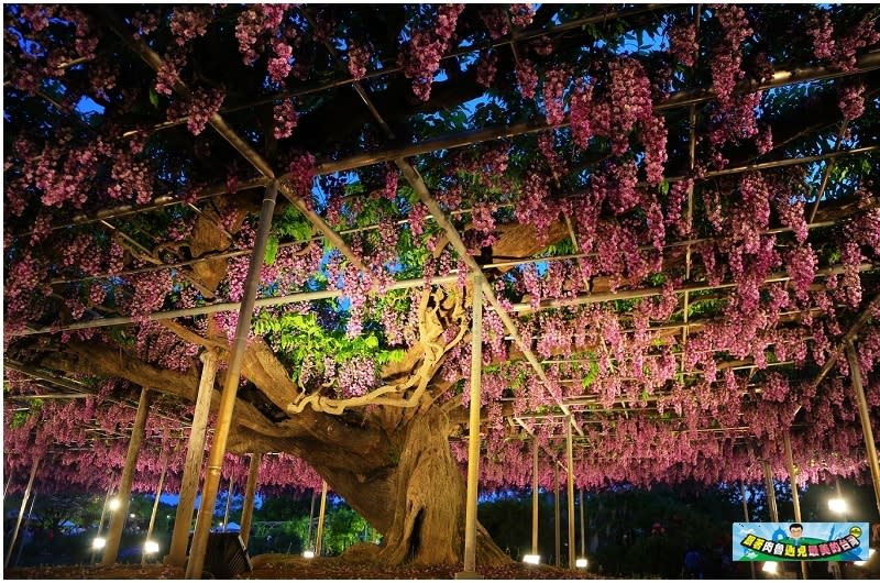 日本栃木縣｜足利花卉公園