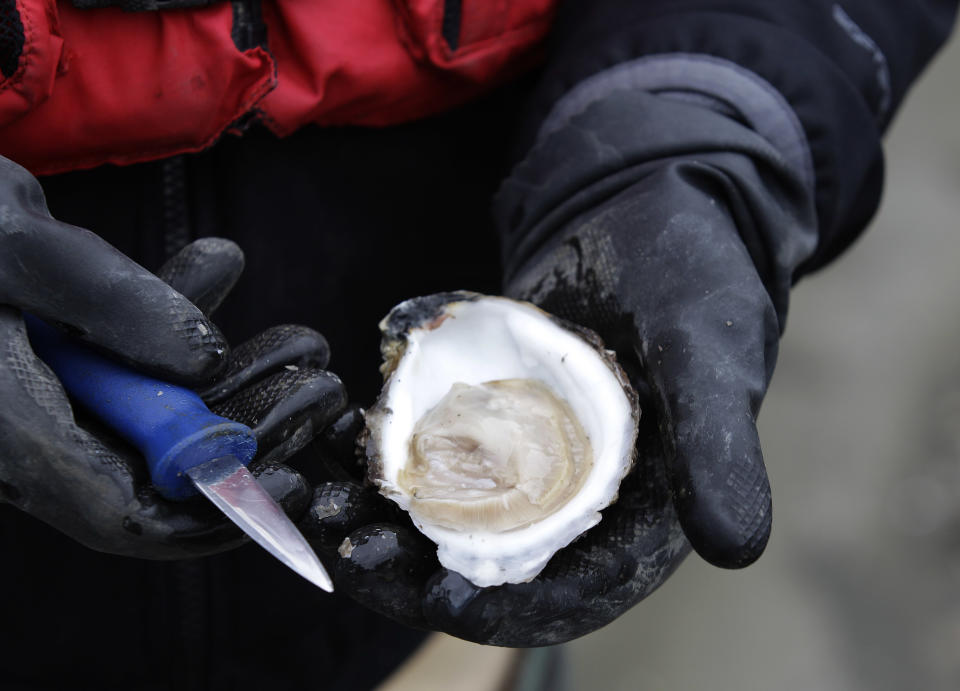 FILE - In this Dec. 8, 2011 file photo, Marco Pinchot, of Taylor Shellfish Farms, checks a Totten Virginica oyster during a transplant operation on the waters of Oyster Bay in the Totten Inlet near Shelton, Wash. Oyster growers in Washington state are among those observing climate-related changes that are outside of recent experience, according to the National Climate Assessment report released Tuesday, May 6, 2014. (AP Photo/Ted S. Warren, File)