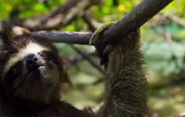 Swim leg completed, the sloth still has to climb up to the trees to find his mate. Photo: Facebook/bbcearth