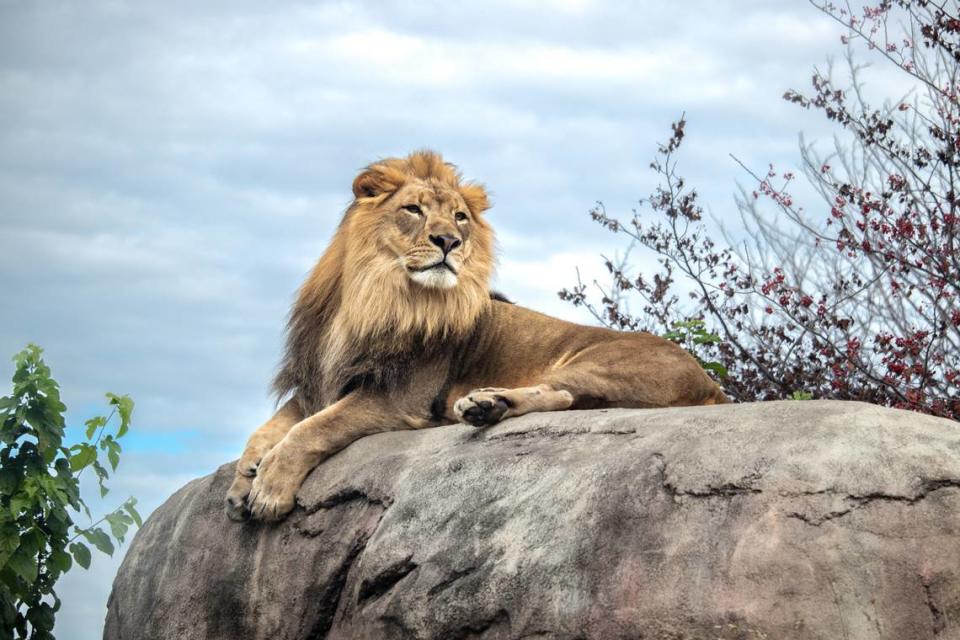 Meet Samson II, a three-year-old male African lion and the latest resident at the Sacramento Zoo. Samson II came from the Dallas Zoo.