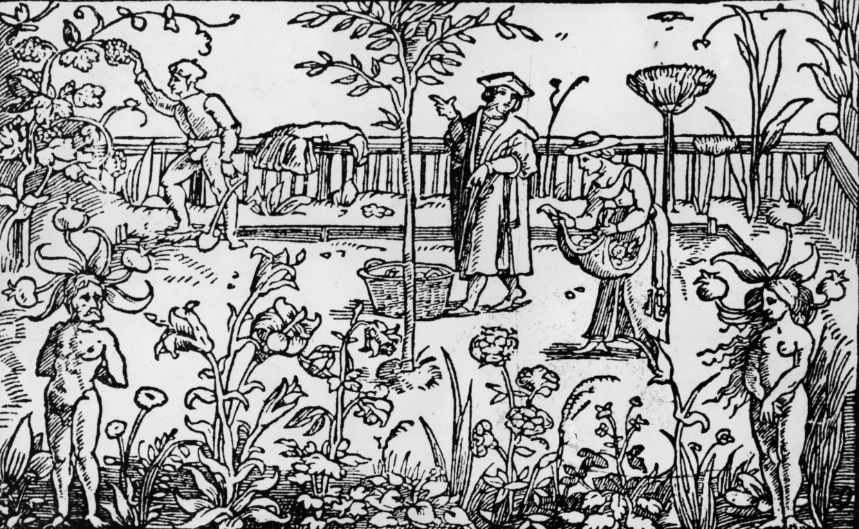 A 1533 illustration of a medicinal herb garden