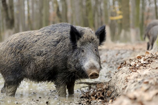 Eurostar delays after train hits wild boar