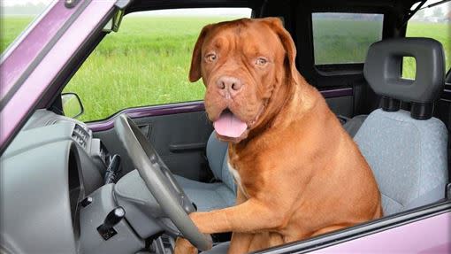 警方發現駕駛竟是一隻比特犬。（示意圖，非當事狗／資料照）