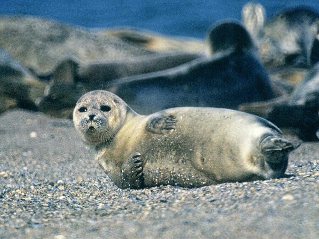 A small gray seal (animal) laying on its back