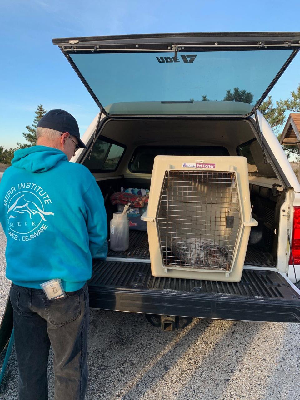 Members of the Marine Education Research and Rehabilitation Institute respond to a stranded gray seal pup Saturday at Delaware's Dewey Beach.