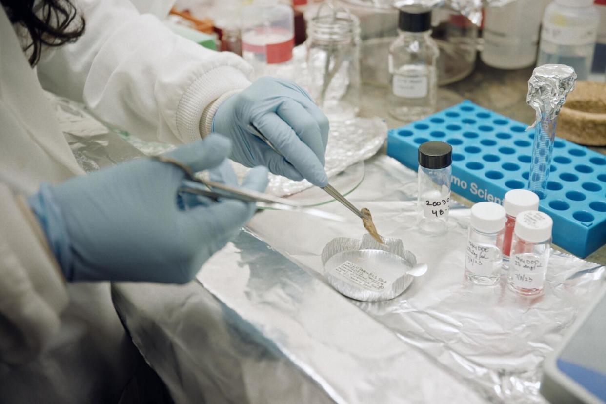 A scientist with blue gloves prepares a tiny fish for analysis.