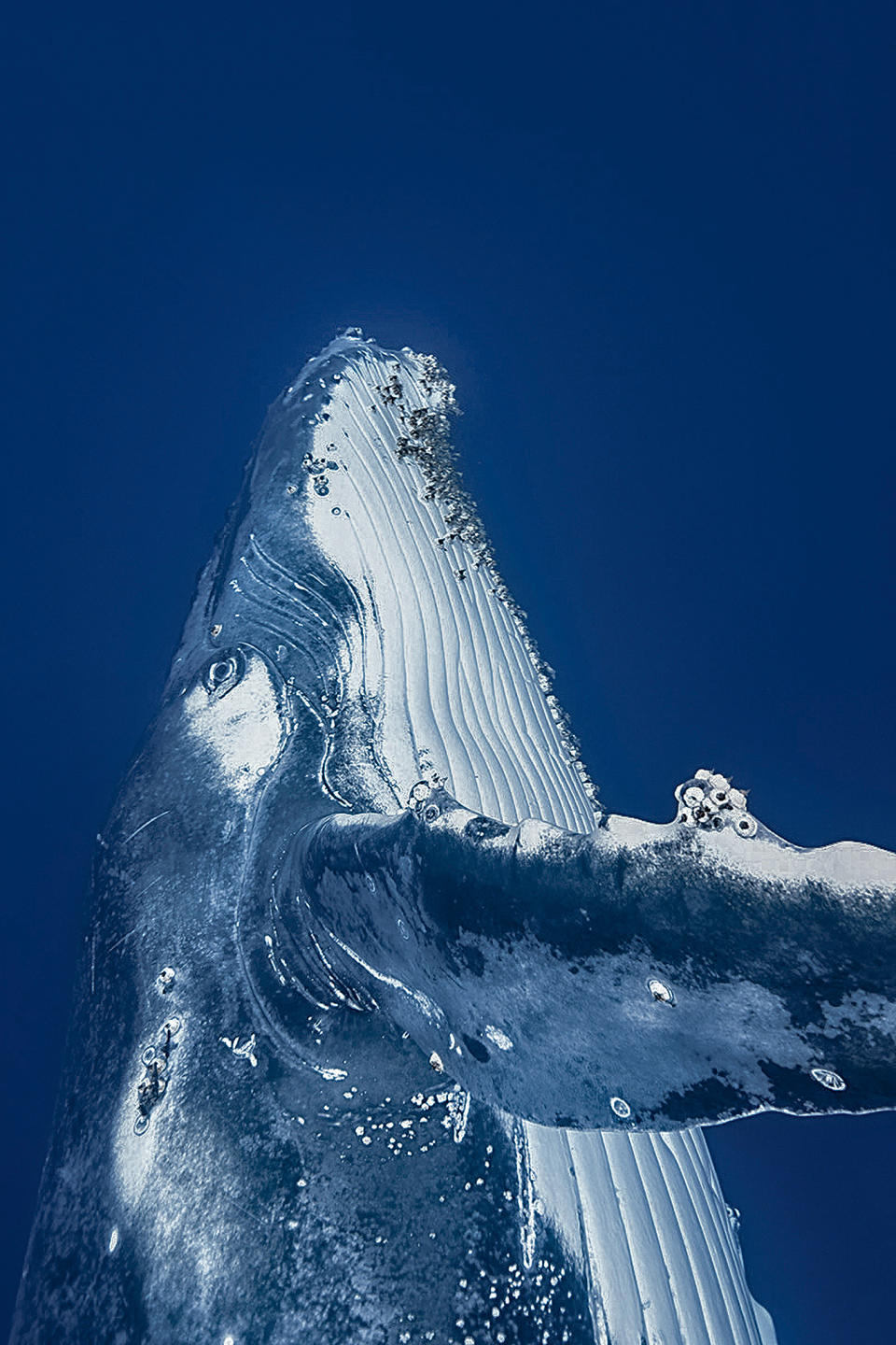 Marine protected areas offer shelter to animals like this humpback whale near the eastern Solomon Islands. | Courtesy of Chris Leidy—Assouline