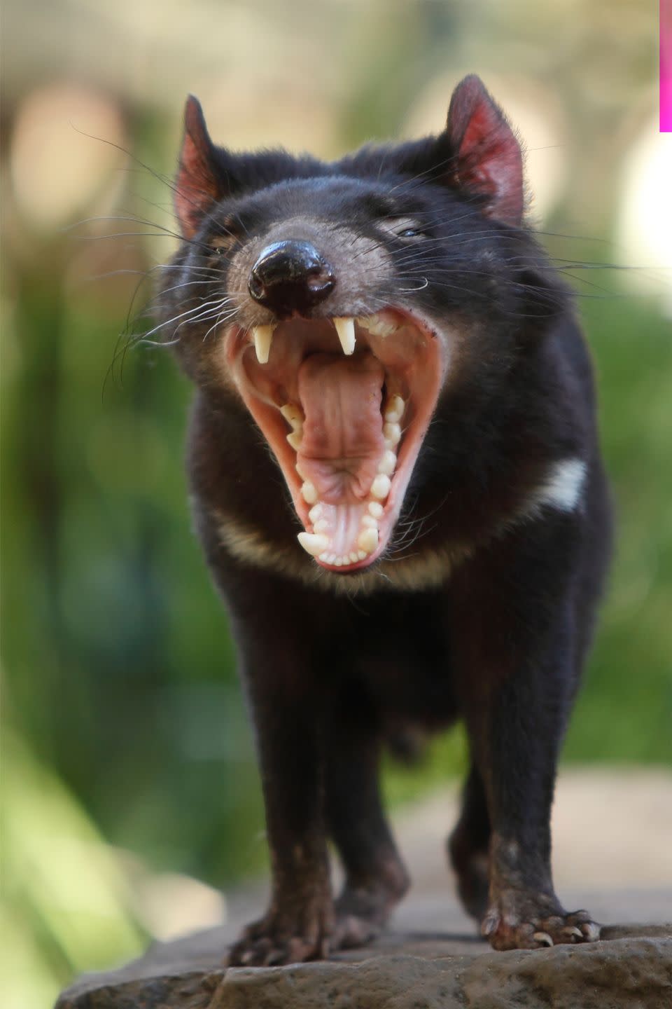 17. Tasmanian devils have the strongest bite.