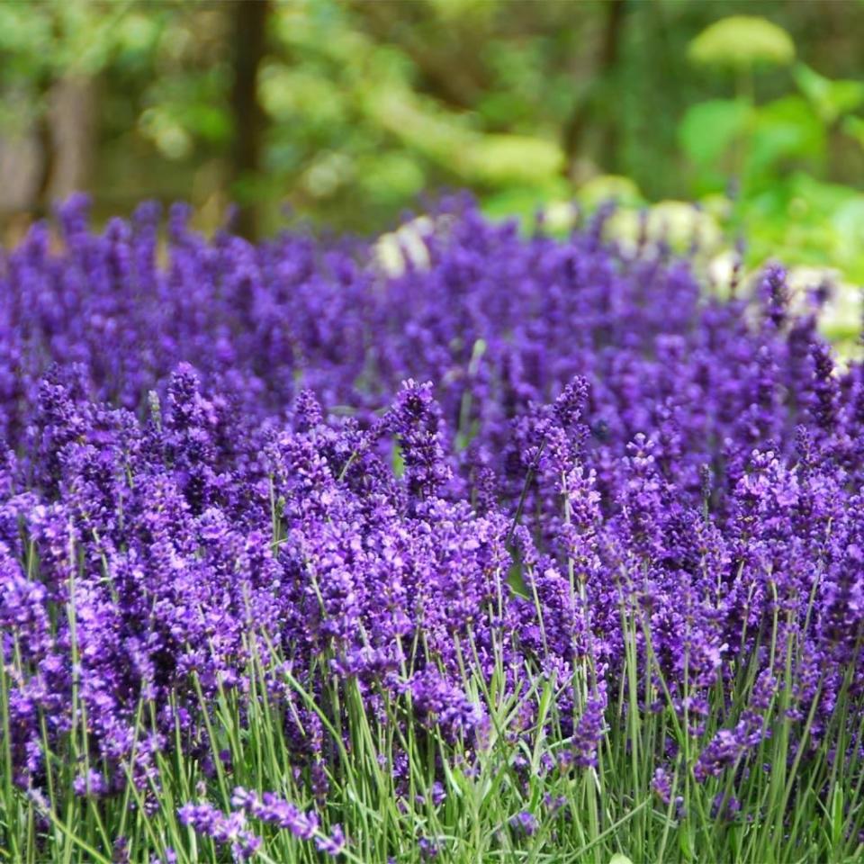 <p><a href="https://go.redirectingat.com?id=74968X1596630&url=https%3A%2F%2Fwww.fast-growing-trees.com%2Fproducts%2Fhidcote-purple-lavender-plant&sref=https%3A%2F%2F" rel="nofollow noopener" target="_blank" data-ylk="slk:Shop Now;elm:context_link;itc:0;sec:content-canvas" class="link ">Shop Now</a></p><p>Lavender 'Hidcote'</p><p>$39.95</p><p>fast-growing-trees.com</p><span class="copyright">Fast Growing Trees</span>