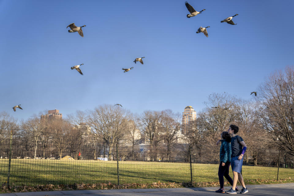 Pedestrians in light clothing walk beneath flying geese beside the Great Lawn at the center of Central Park, Monday, Jan. 30, 2023, in the Manhattan borough of New York. Since the start of winter in December, there hasn't been any measurable snowfall in the city. The last time it took this long before snow lingered on the ground in the wintertime was 1973, when New Yorkers had to wait until Jan. 29. (AP Photo/John Minchillo)