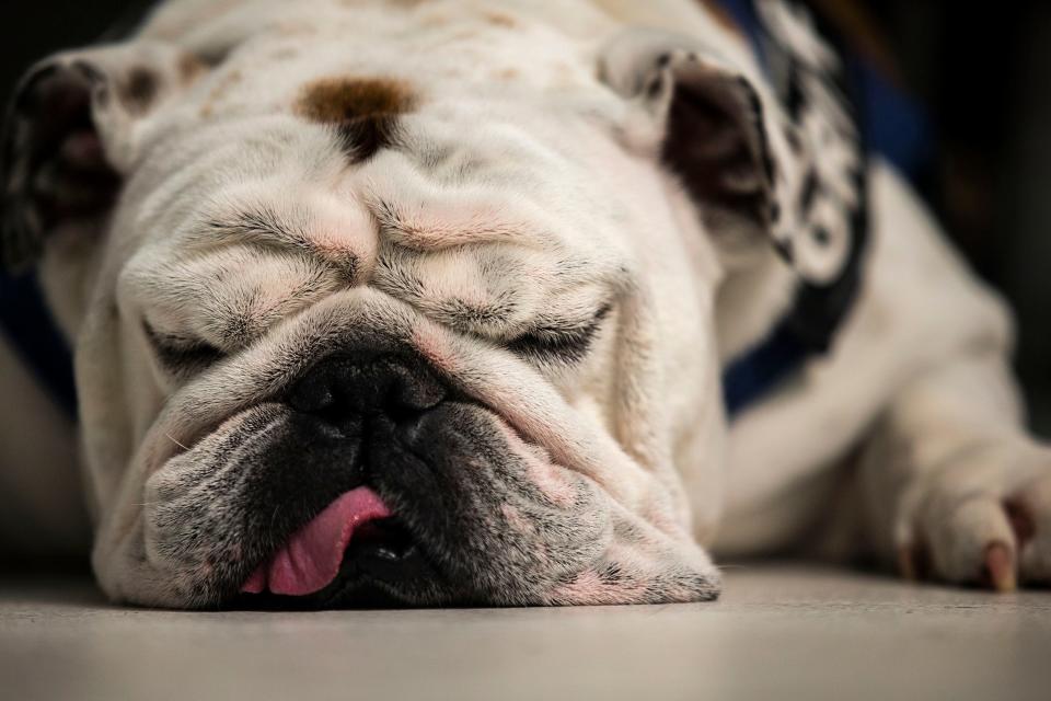 Drake University's live mascot Griff snoozes while Erin Bell, Drake's live mascot director, gives an interview to the Des Moines Register on Wednesday, Sep. 18, 2019, at the Register's office in downtown Des Moines. 