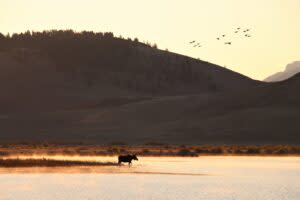 At Red Rock Lakes National Wildlife Refuge, cow moose comes to the edge of Widgeon pond at sunrise as the landscape is bathed in early morning yellow light and steam rises from the early morning chill with geese flying overhead. Photo by Cortez Rohr/USFWS