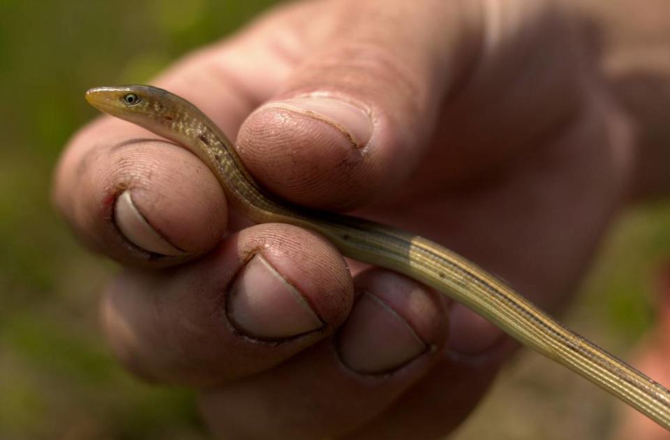 Mark Danaher, an ecologist with International Paper, holds a glass lizard he found in the 14,391-acre Bear Garden area, which The Nature Conservancy acquired in a deal with International Paper as part of a 38,320-acre acquisition in the eastern North Carolina.