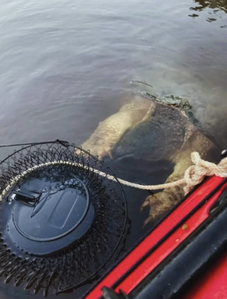 Underwater view of a moose from above, captured next to a canoe with gear