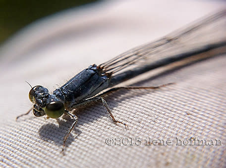 Damselfly by ilene hoffman