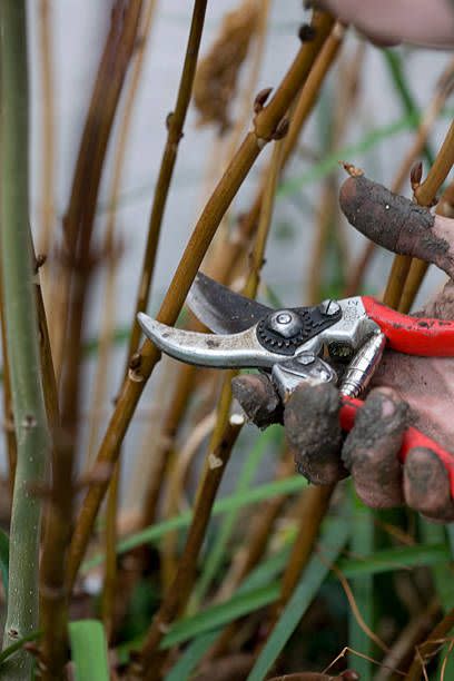 9) Mistake: Pruning Shrubs Too Aggressively or Too Early
