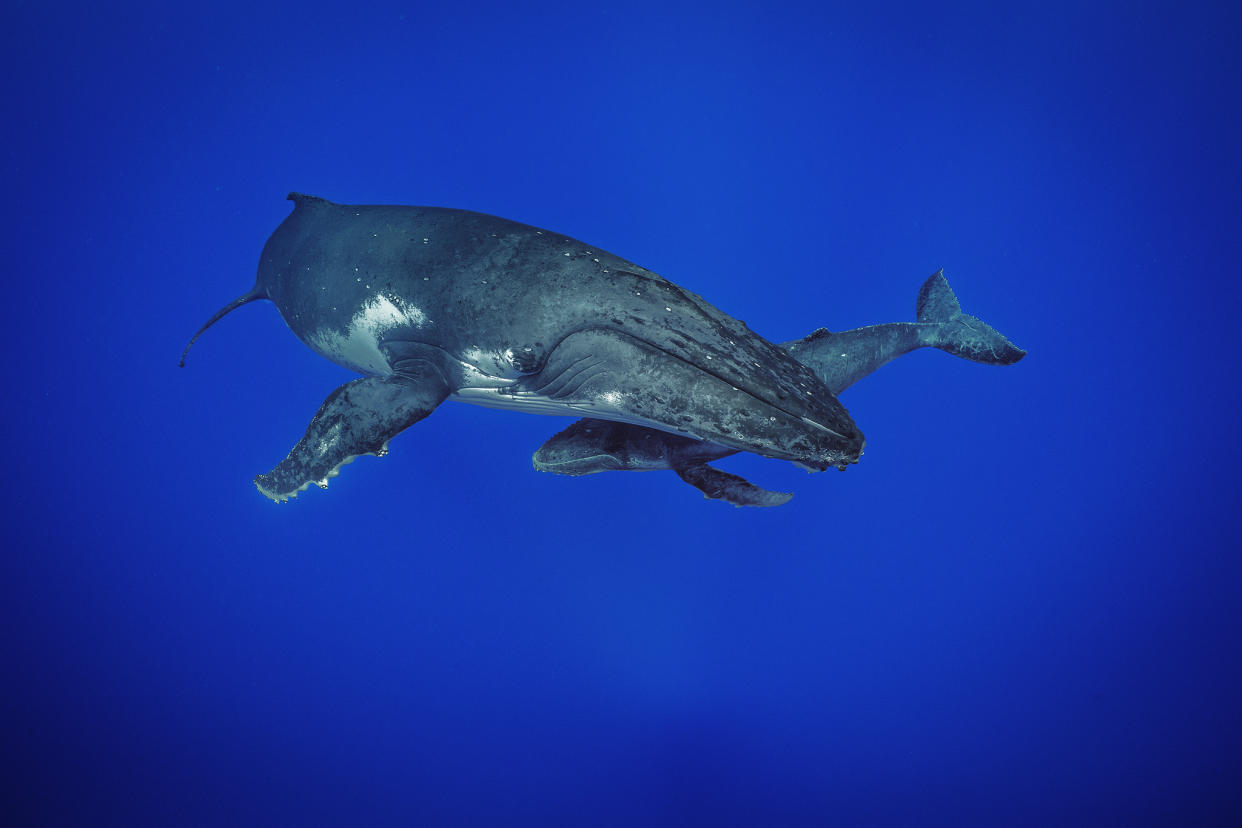 A mother Humpback Whale with her calf