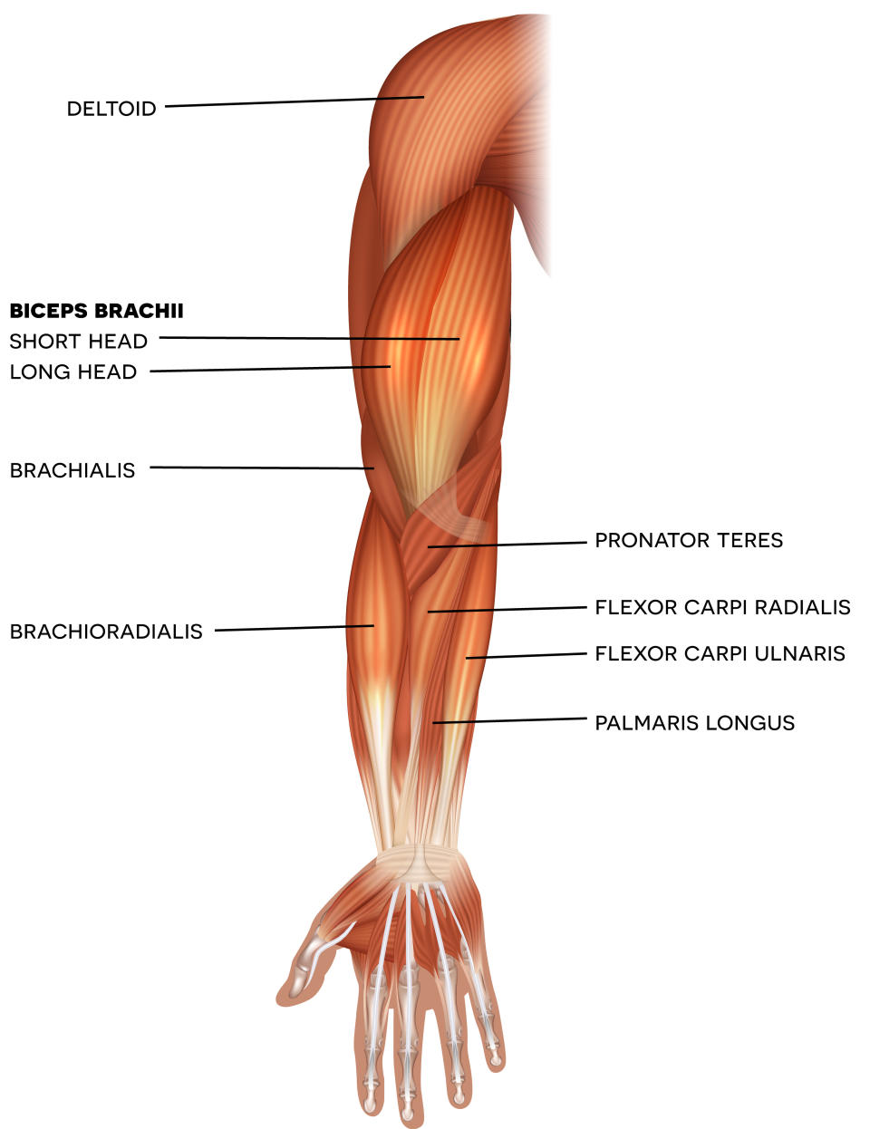 bicep workout