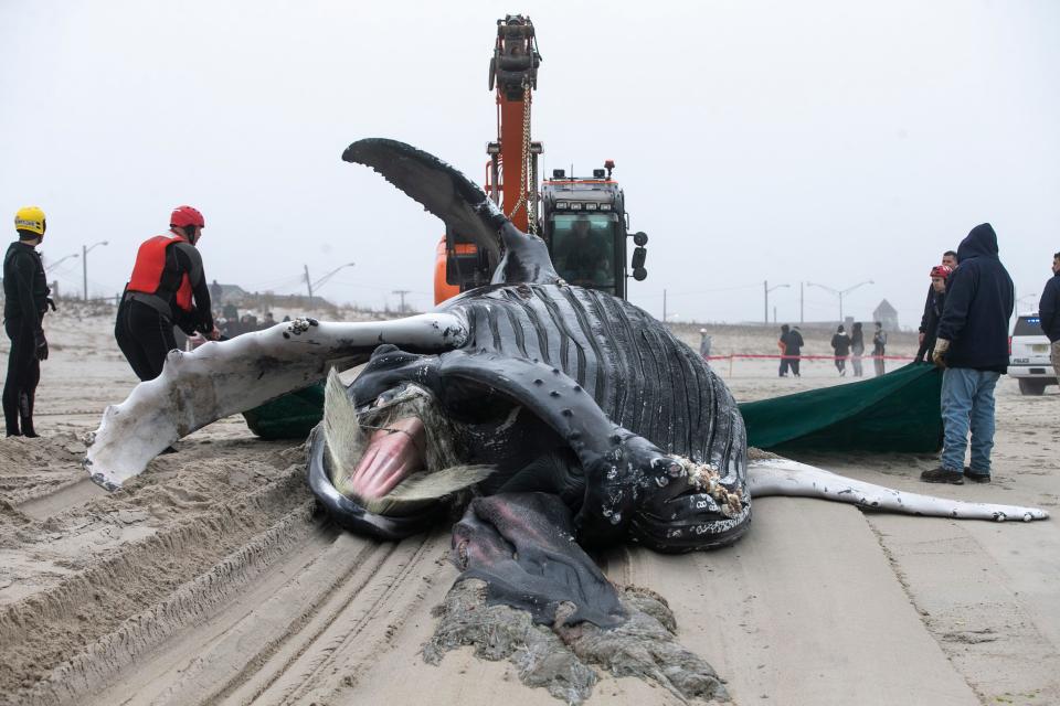 First responders remove an approximately 30ft juvenile humpback whale that died at sea and washed up on the L Street beach in Seaside Park on March 2, 2023.