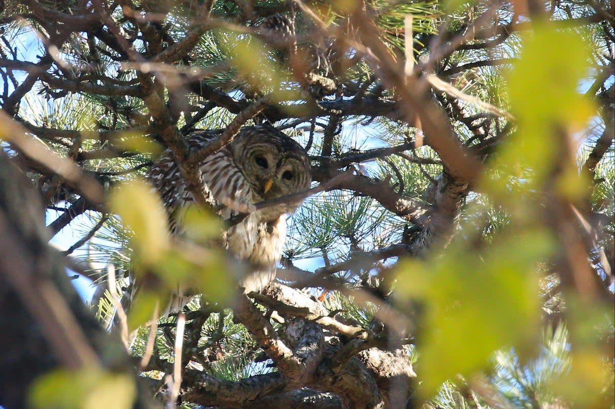 Officials on the west coast are preparing to kill some 450,000 barred owls in order to help protect the Northern spotted owl  (AFP via Getty Images)