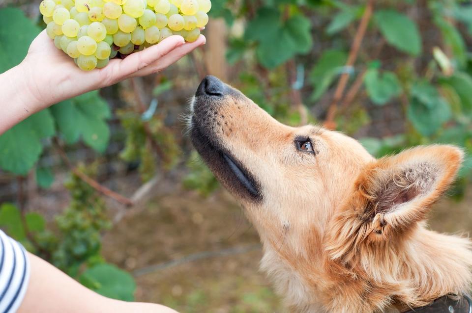 Einem bettelnden Vierbeiner zu widerstehen, kann manchmal hart sein. Doch so sehr Sie der Dackelblick auch erweichen mag, geben Sie Ihrem Hund keine Trauben oder Rosinen. Vor allem bei kleinen Rassen können die enthaltenen Stoffe zu Nierenversagen führen. (Bild: iStock / Irantzu_Arbaizagoitia)