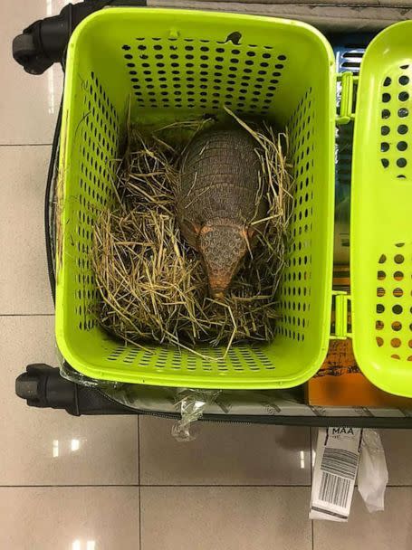 PHOTO: This handout photo taken on June 27, 2022, shows an armadillo rescued after being found in a passenger's luggage at Suvarnabhumi International Airport in Bangkok, Thailand. (Dept. of National Parks, Wildlife and Plant Conservation/AFP via Getty Images)