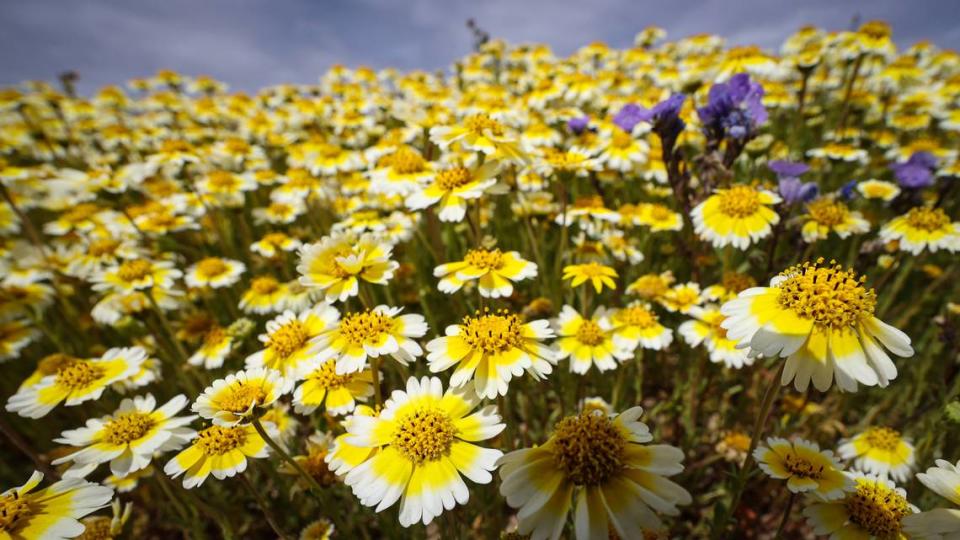 Coastal tidytips cover a field near Arrowbear Trail in California Valley on April 7, 2023.