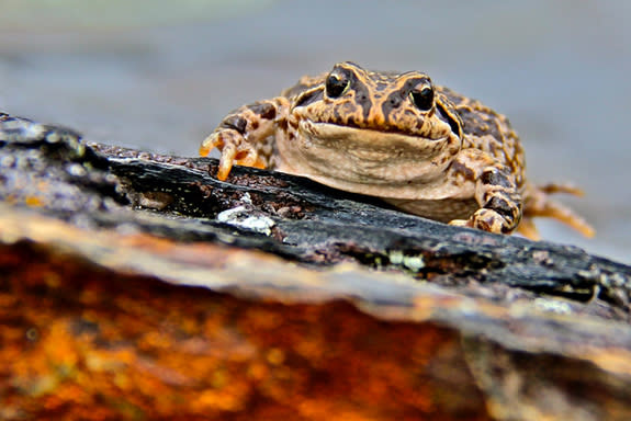 The marbled four-eyed frog, Pleurodema marmoratum, in the Andes where Tracie Seimon has conducted mobile laboratory field work to try to understand the extent and devastation of chytrid fungus.