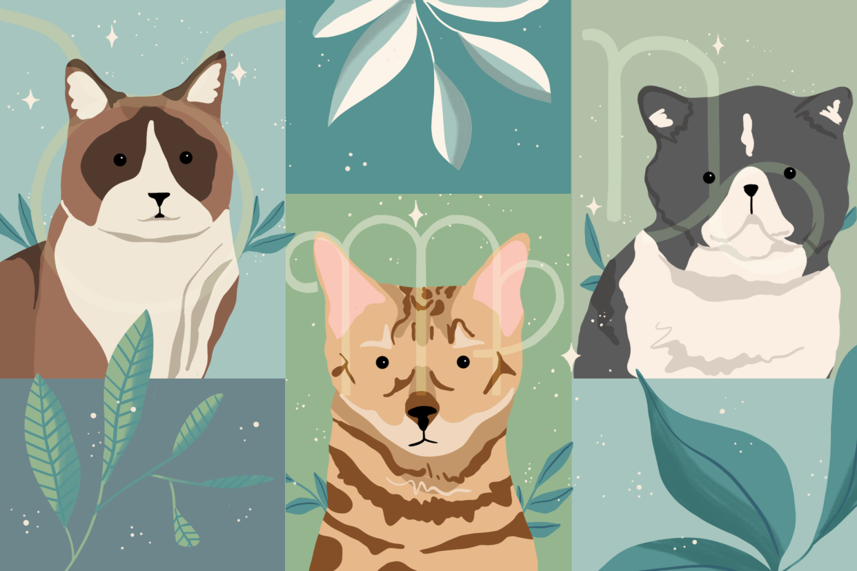 Illustration of earth signs for cat horoscope, Taurus, Virgo, Capricorn