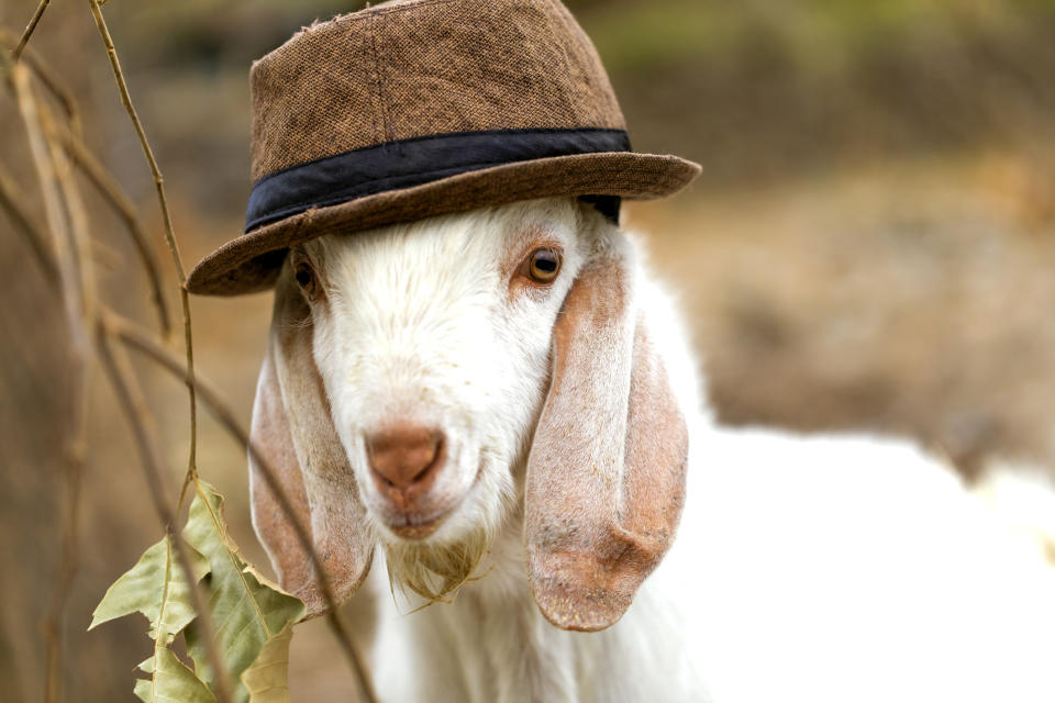 Goat wearing a brown hat with a black band, with ears flopping down on either side, standing outdoors