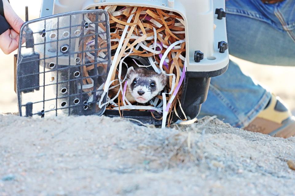 A black footed ferret takes a look around before checking out its new home at the Pueblo Chemical Depot Wednesday.