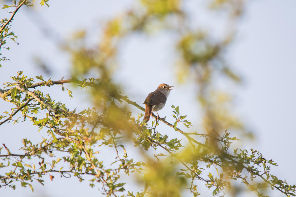 A nightingale sitting on a branch