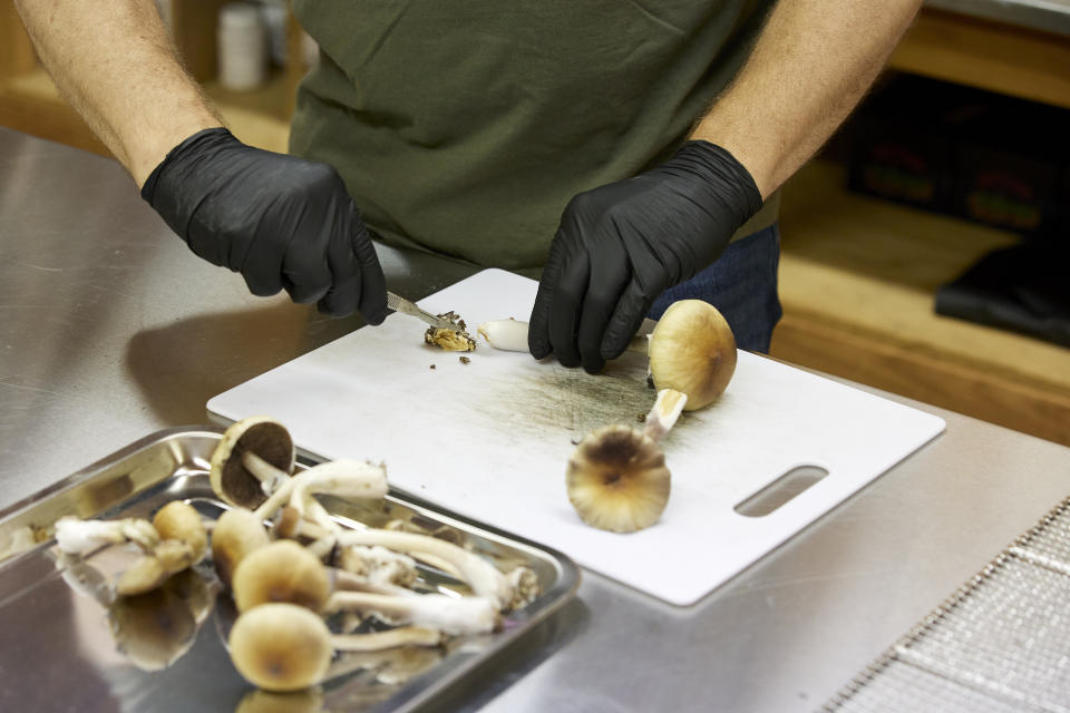 Gared Hansen cuts psilocybin mushrooms in his Uptown Fungus lab to prepare for distribution in Springfield, Ore., Monday, Aug. 14, 2023. (AP Photo/Craig Mitchelldyer)