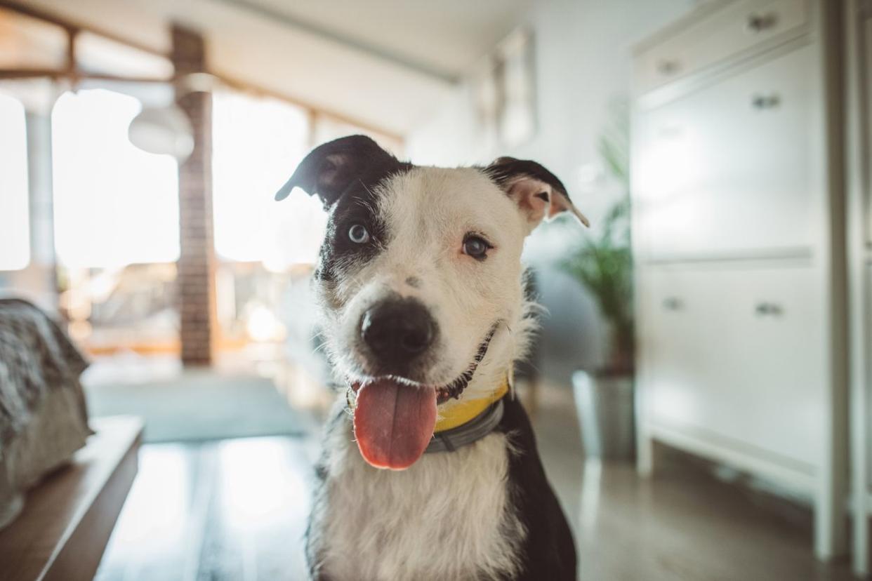 mixed breed dog